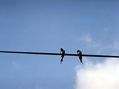 Two swallows on a wire
