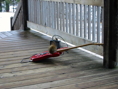 Squirrel playing guitar at Chalet Balsam