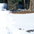 path through snow to toilet block amongst trees