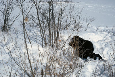 hazelden lying in snow on frozen lake