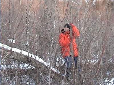 tourangeau climbing small tree